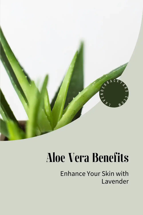 Aloe vera leaves in the background with text: 'Aloe Vera Benefits: Enhance Your Skin with Lavender'