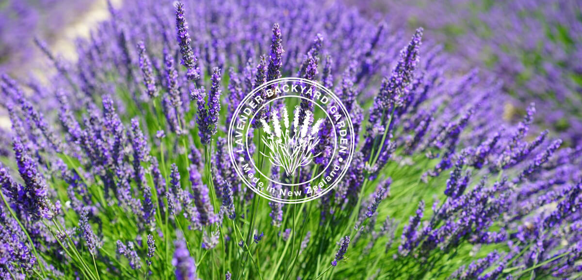 Blueberry Lavender Farm New Zealand Lavender Backyard Garden