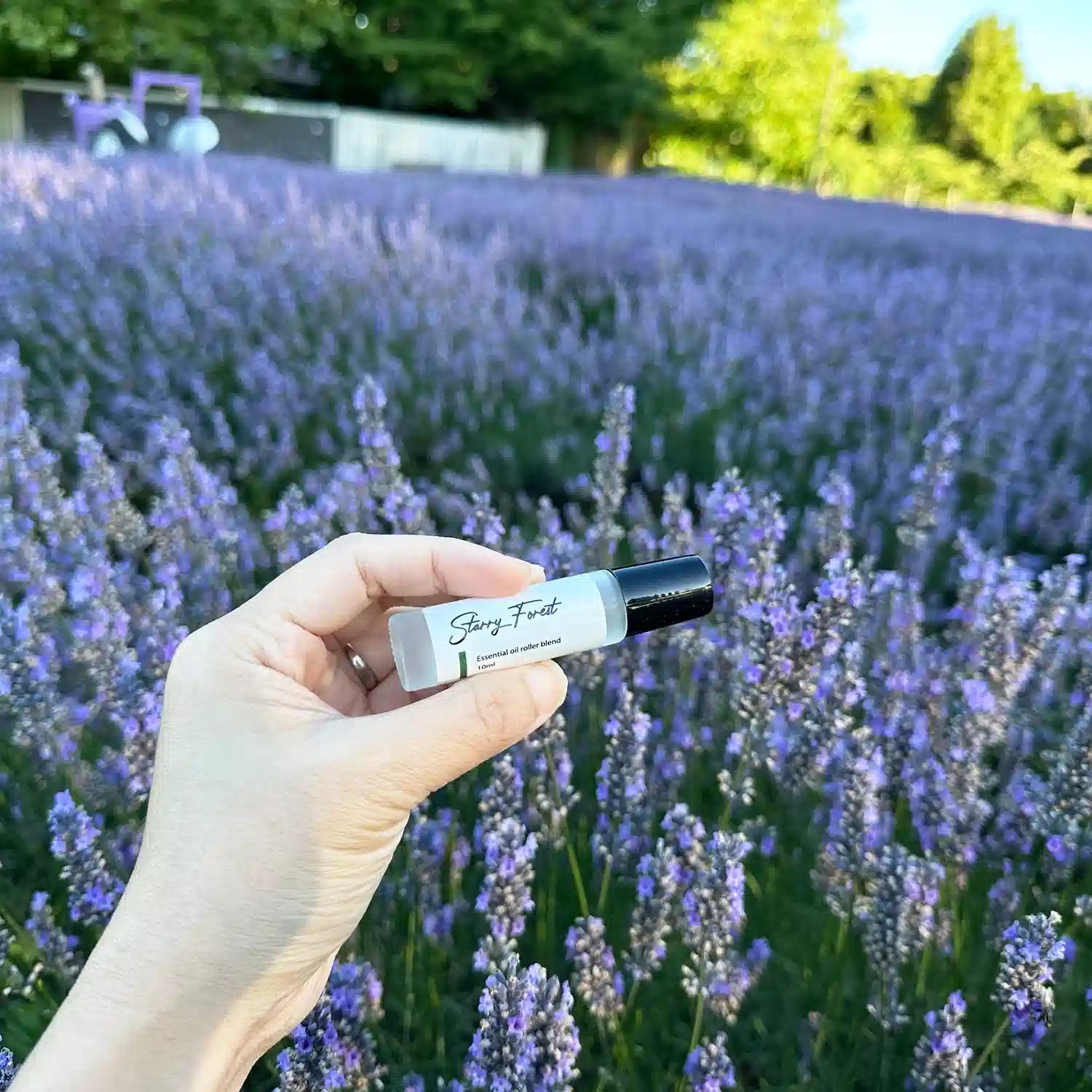 Starry Forest Essential Oil Roll-On - for Spicy Scent Lovers, held by hand against a blooming lavender field at Lavender Backyard Garden, New Zealand.