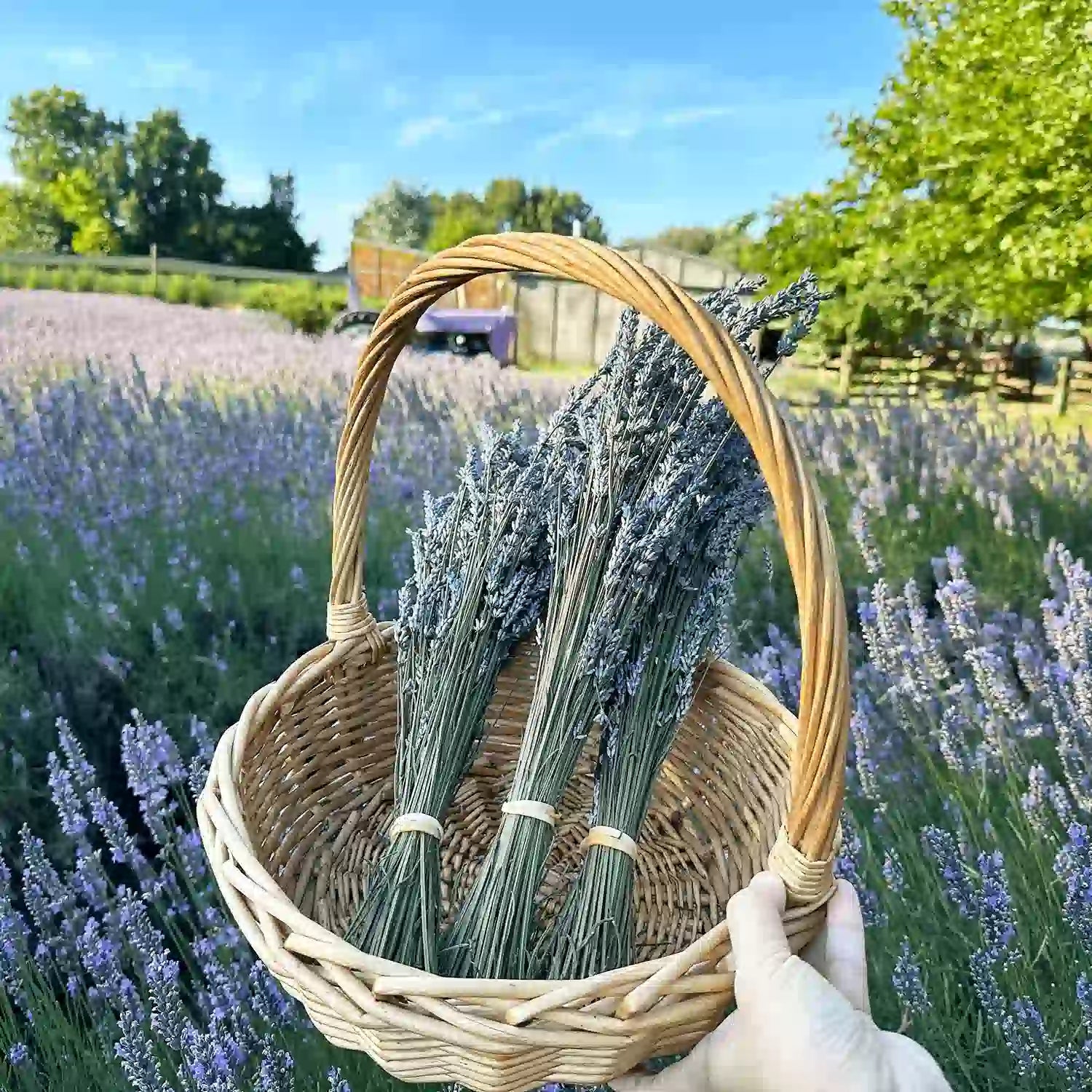 A basket filled with dried lavender flowers, placed against a vibrant purple lavender field with a farm shed and a purple tractor in the background, set under a clear blue sky at Lavender Backyard Garden in NZ.