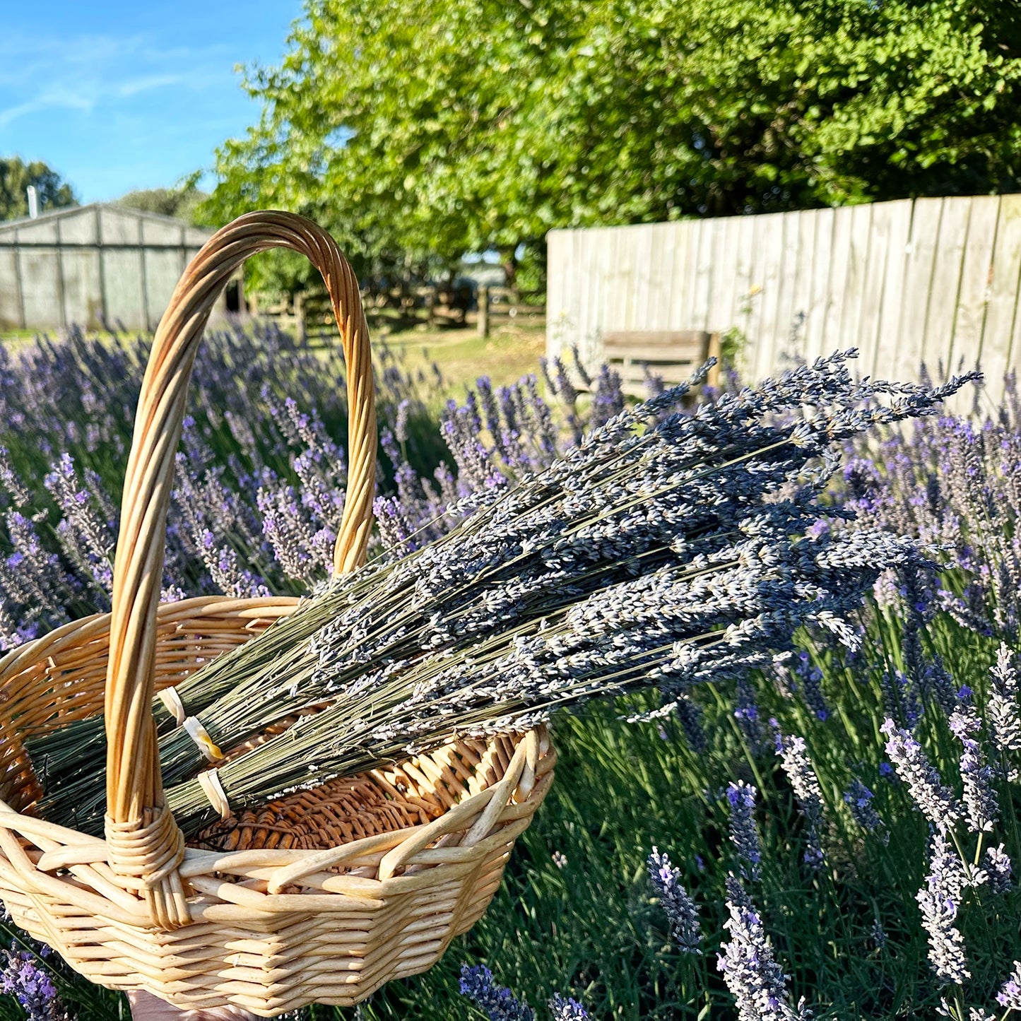 A basket of dried lavender flowers against the vibrant lavender field at Lavender Backyard Garden, NZ.