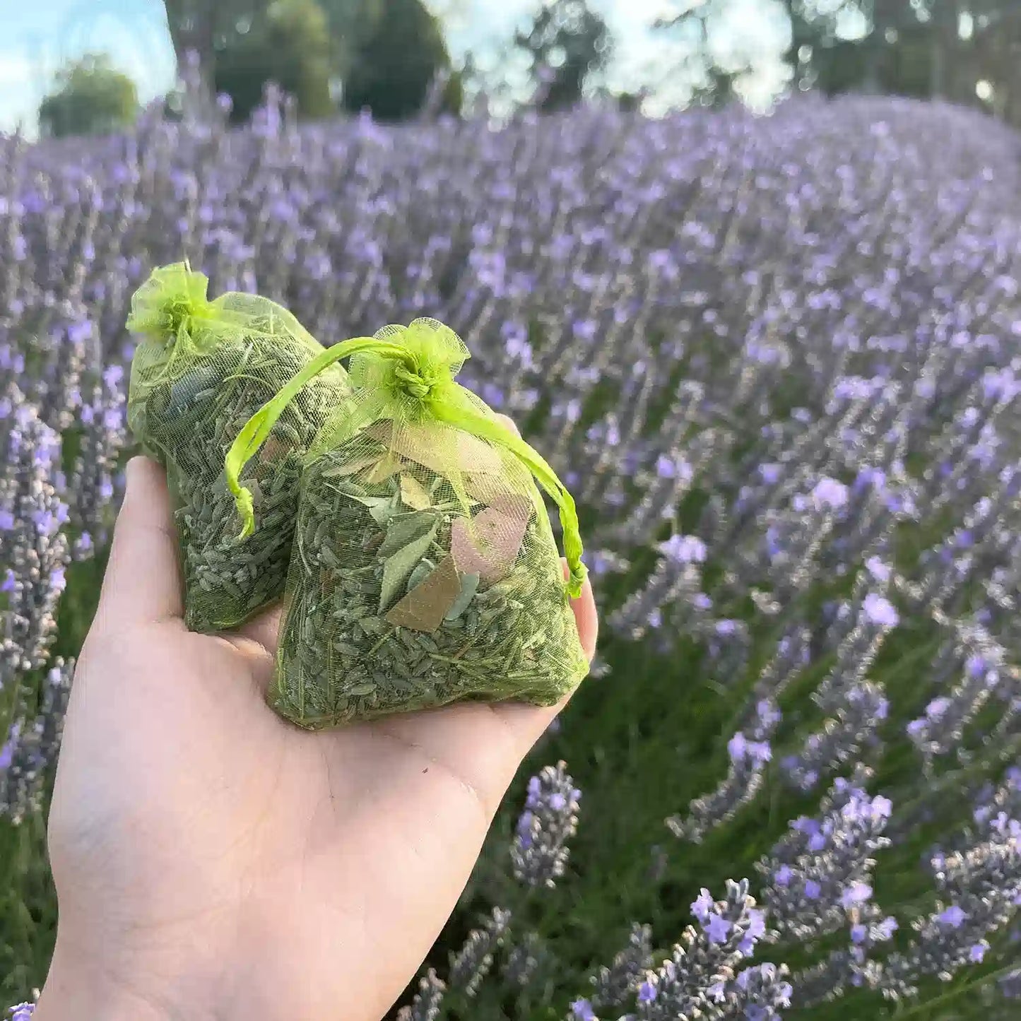 Close-up view of two Eucalyptus, Rosemary & Lavender Sachets held by hand, showcasing the inner content of dried herbs inside organza bags, set against the vibrant purple lavender field at Lavender Backyard Garden.