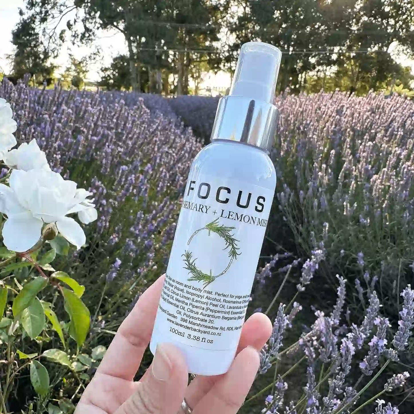 Close-up look of Focus Aromatherapy Spray, holding by hand against lavender fields and white rose at sunset at Lavender Backyard Garden, NZ.