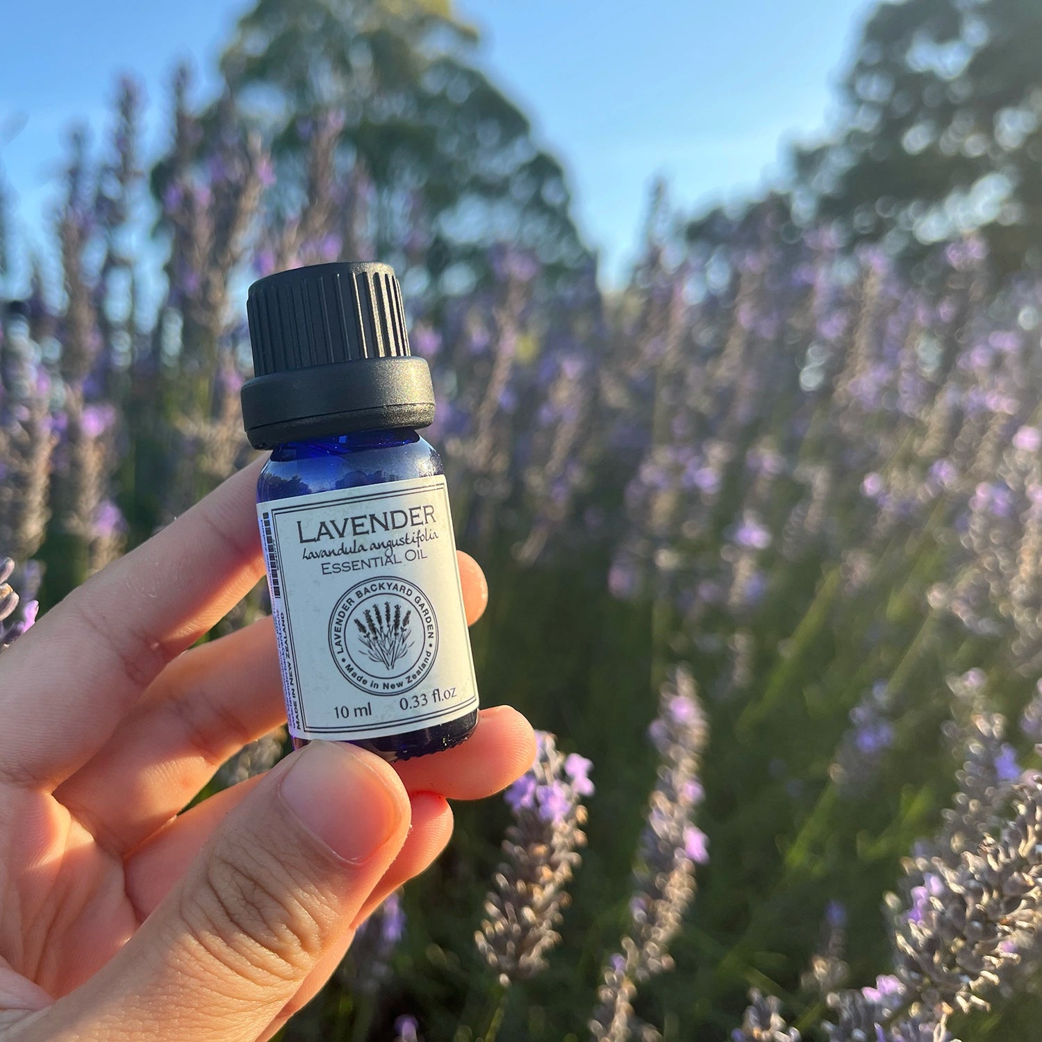 Holding a bottle of 100% pure lavender essential oil by hand with the background of a purple lavender field at NZ Lavender Backyard Garden.