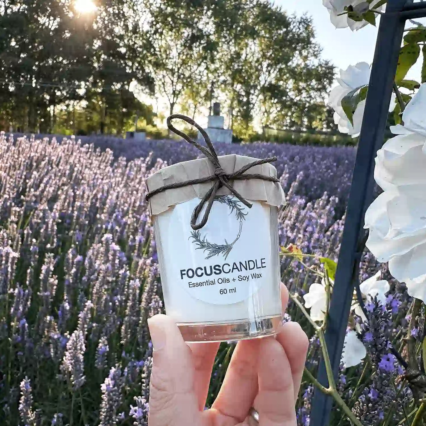 Focus rosemary lavender scented soy candle held by hand against blooming lavender and white roses at sunset, NZ Lavender Farm, Lavender Backyard Garden.