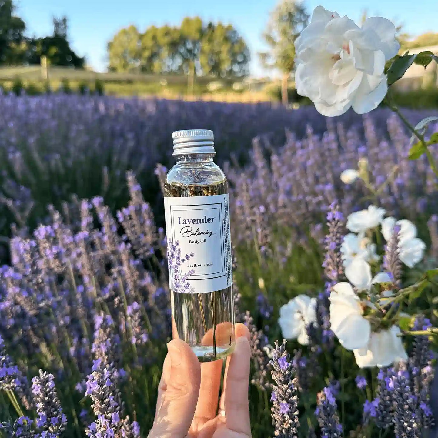 French Lavender Body Oil - Glowing Skin, scented by lavender essential oil, displayed against a backdrop of blooming lavender flowers and white roses at Lavender Backyard Garden, NZ.