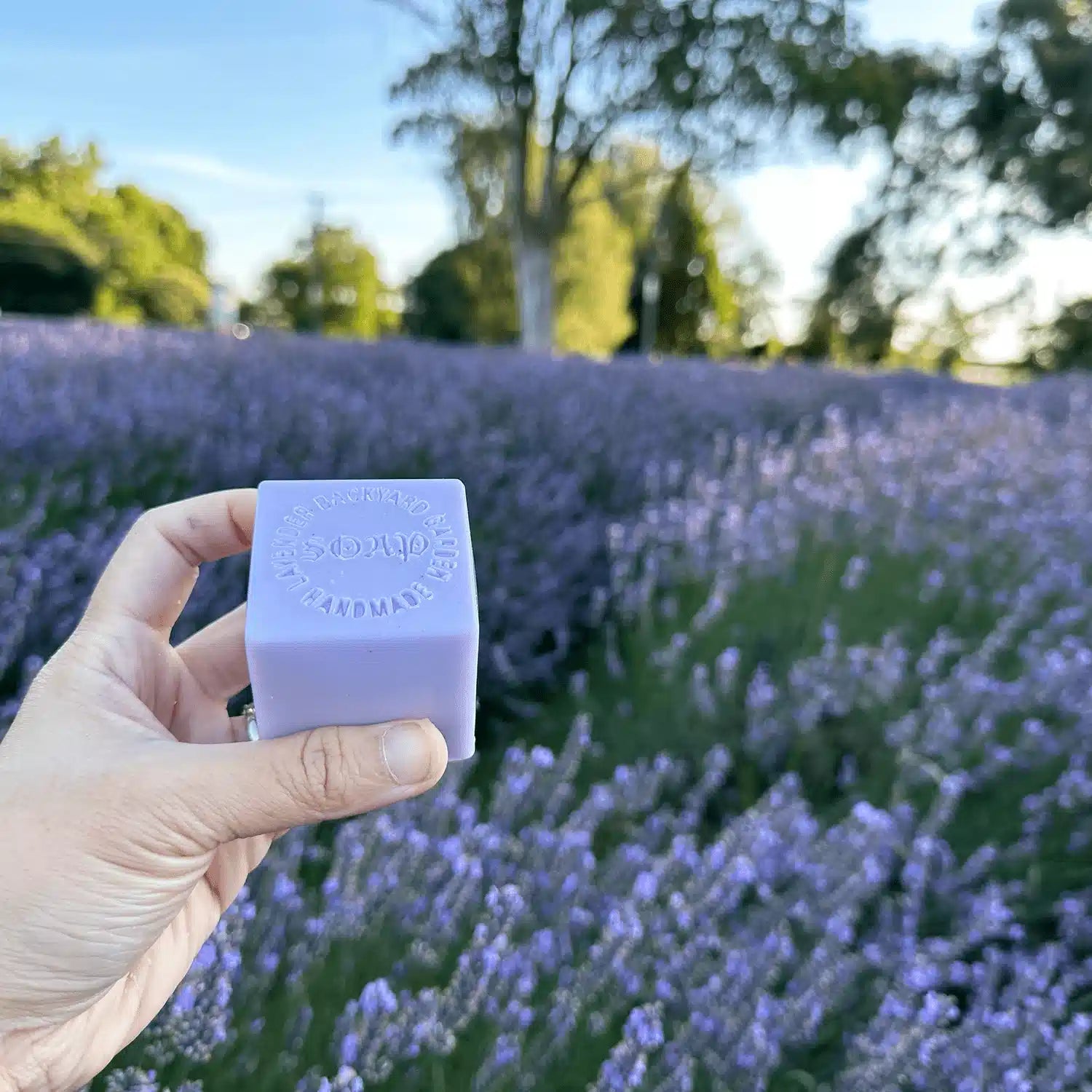 A further away view of Goat Milk Handmade Soap, held by hand with a backdrop of blooming lavender flowers at Lavender Backyard Garden, NZ. 