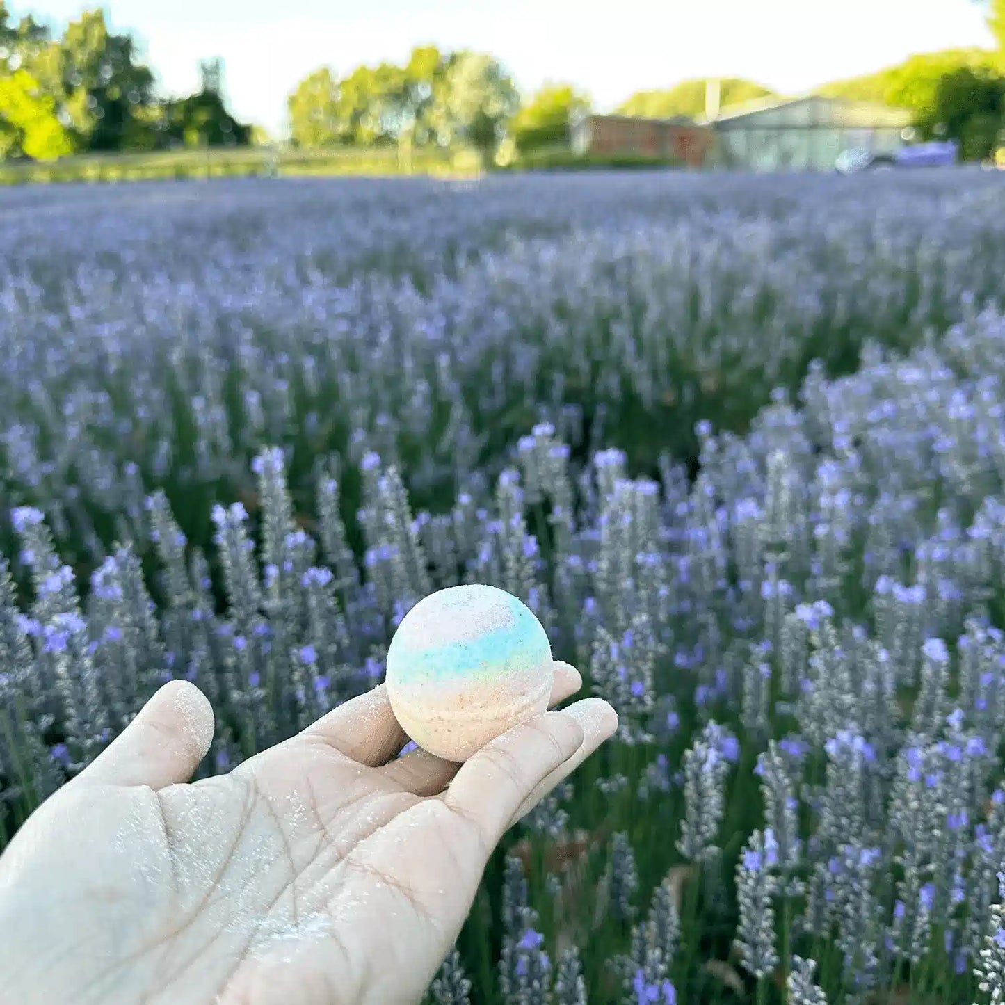 One bath bomb held by hand against a sea of lavender with the farm shed and purple tractor in the far background.