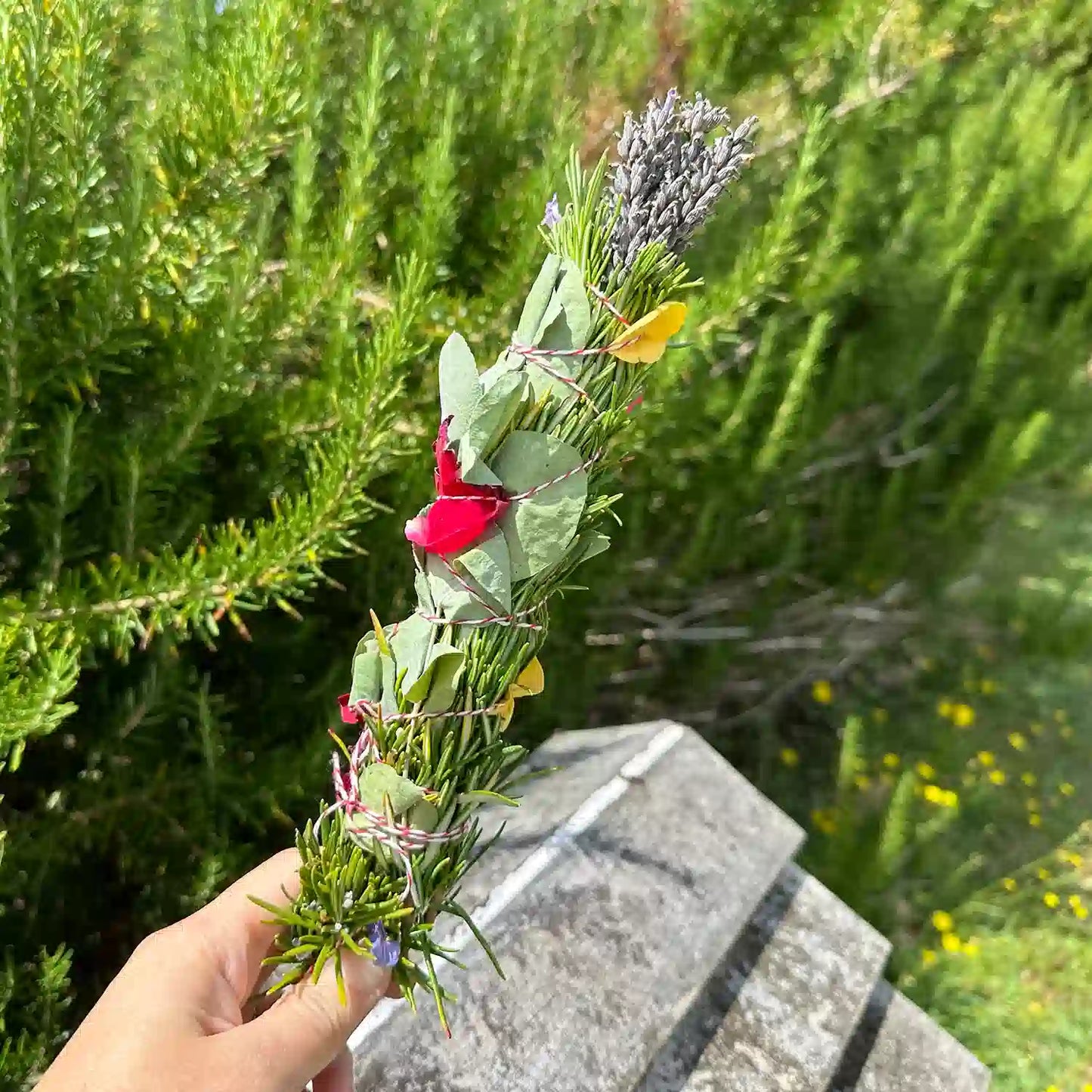 One smudge stick held by hand against a backdrop of rosemary bushes and beehive at Lavender Backyard Garden NZ.