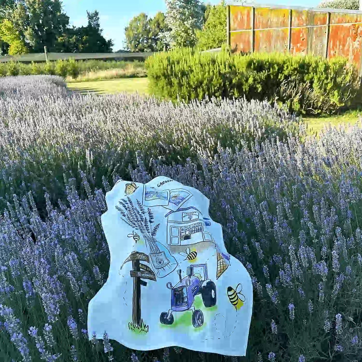 Linen tea towel unfolded on blooming lavender bushes with the farm shed background at Lavender Backyard Garden, NZ.