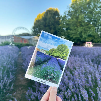 Postcard featuring the Lavender Backyard Garden in New Zealand, with vibrant lavender blooms and a scenic garden landscape.