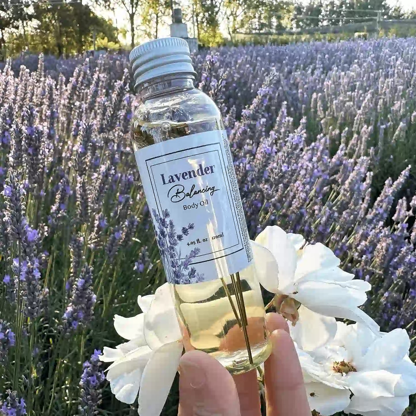 Close up look of French Lavender Body Oil scented by lavender essential oil, displayed against a backdrop of blooming lavender flowers and white rose at Lavender Backyard Garden, NZ.