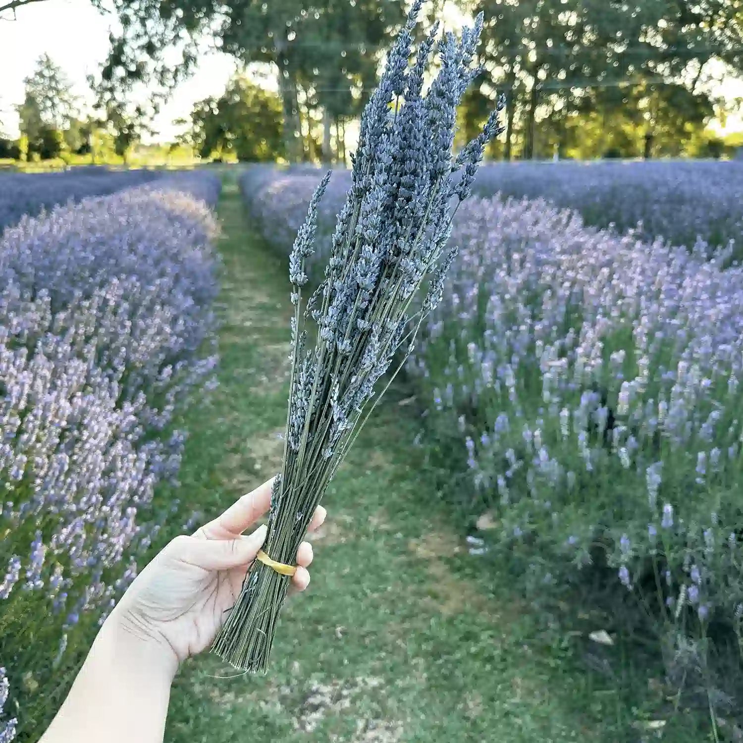 One bundle of NZ harvested lavender dried flowers held by hand against purple lavender rows at Lavender Backyard Garden, NZ.