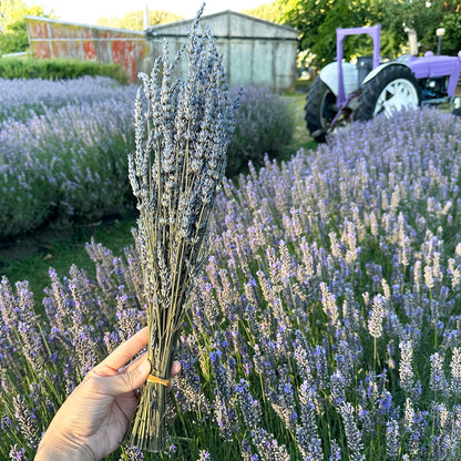 Lavender dried flowers held by hand against rows of lavender bloomings with a farm shed and purple tractor in the background at NZ Lavender Farm, Lavender Backyard Garden.