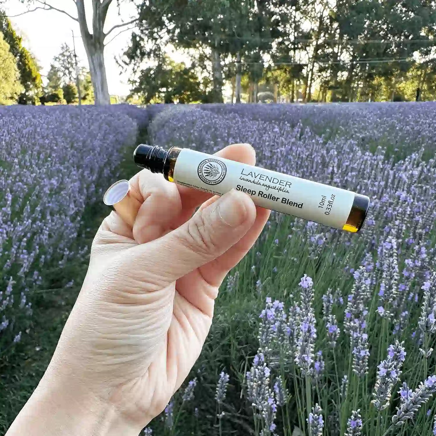 Close-up of Lavender Essential Oil Roller Blends for sleep with the lid removed, revealing the roller ball, surrounded by blooming lavender flowers at sunset in Lavender Backyard Garden, NZ.