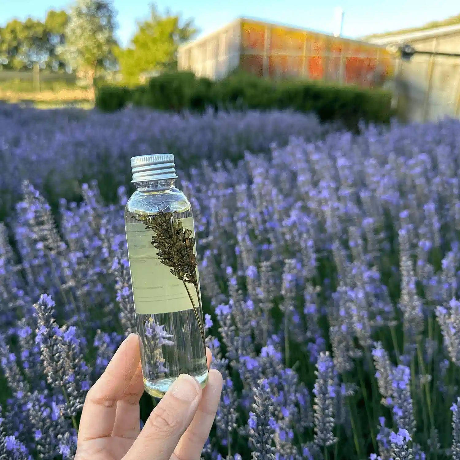 Lavender Body Oil holding by hand, featuring its inner view with dried flowers inside the clear premium oil, against rows of lavender and a farm shed at Lavender Backyard Garden, NZ.