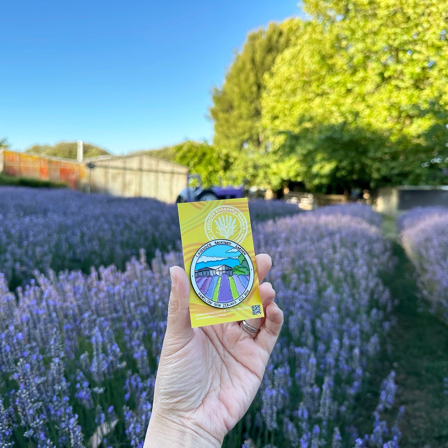 Lavender Field Fridge Magnet designed in New Zealand, featuring a picturesque scene of lavender blooming at Lavender Backyard Garden.