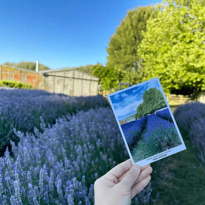 Lavender Field Postcard from Lavender Backyard Garden, New Zealand, featuring vibrant purple lavender rows under a clear sky with a picturesque farm setting.