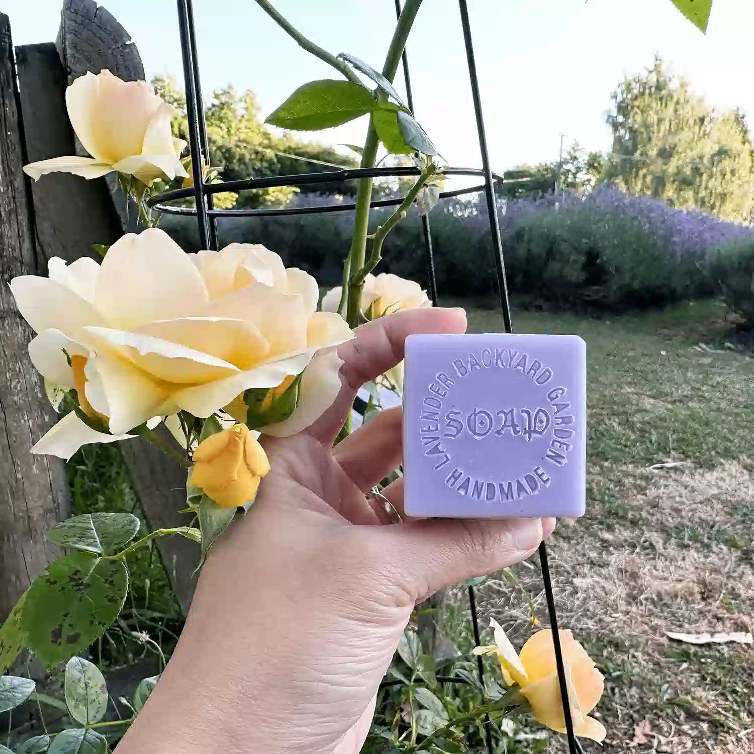 Lavender goat milk soap placed beside yellow roses, with rows of blooming lavender in the background at Lavender Backyard Garden, NZ.