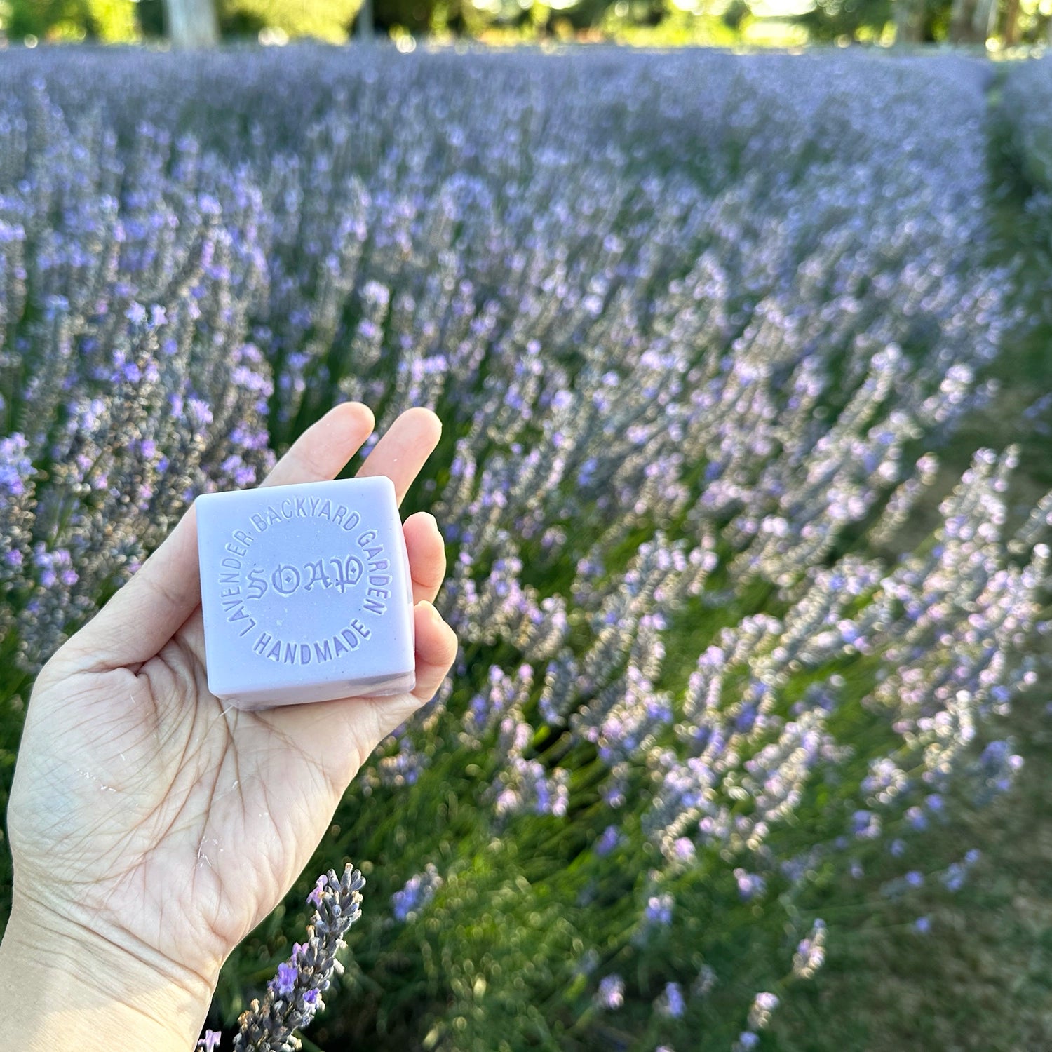 Lavender Goat Milk Handmade Soap, featuring smooth texture and a soft lavender fragrance, displayed against a backdrop of blooming lavender flowers at Lavender Backyard Garden, NZ.