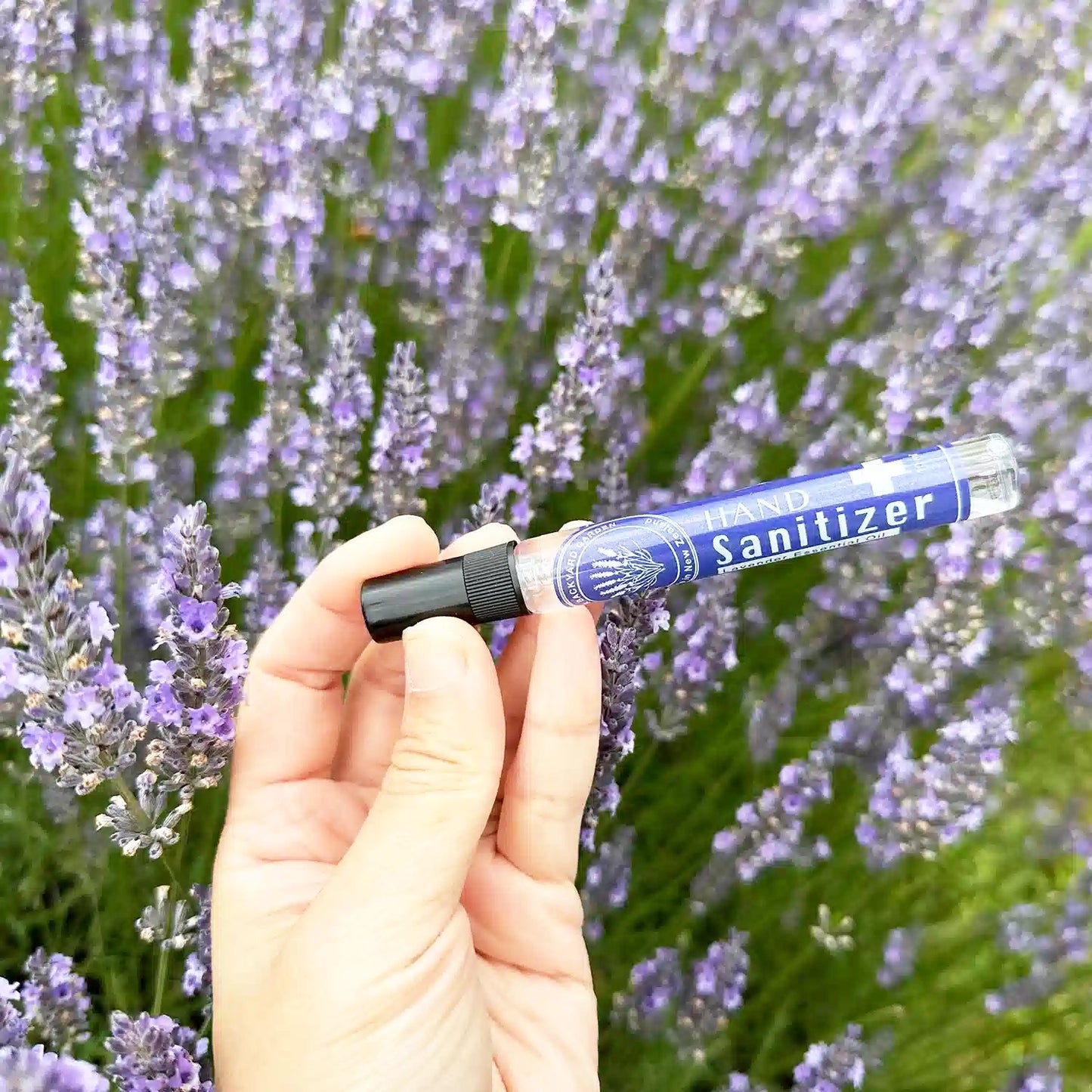 Lavender hand sanitiser scented with lavender essential oil, held in hand above blooming lavender flower bushes at Lavender Backyard Garden, NZ.