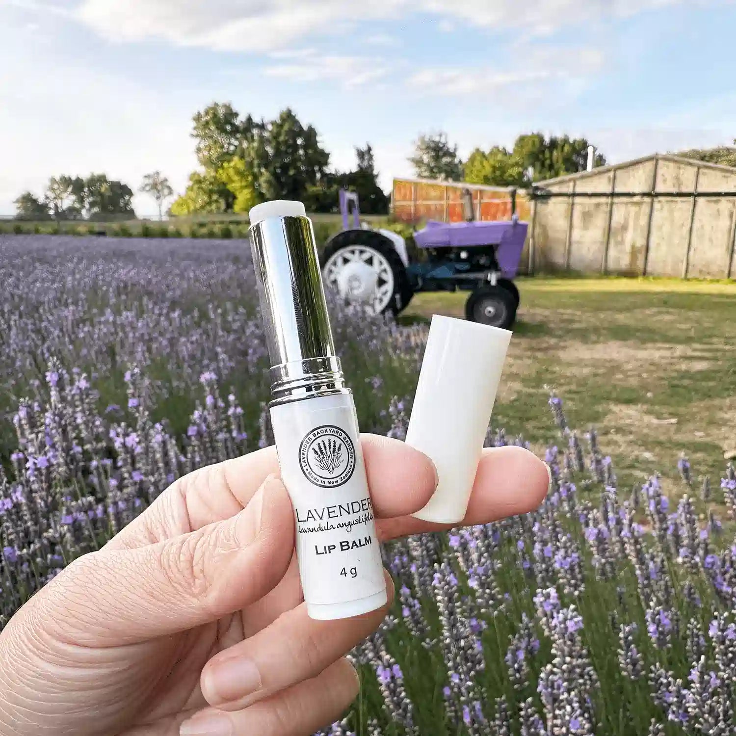 Open lid showing the inner texture of the Lavender Natural Lip Balm for chapped lips, placed against the lavender field at Lavender Backyard Garden, NZ, with a shed and tractor in the background.