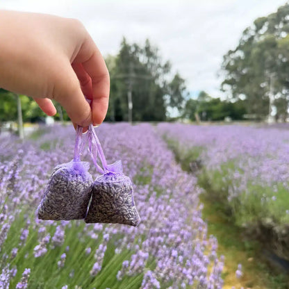 Two lavender sachets held by hand, set against rows of vibrant lavender flowers at Lavender Backyard Garden in New Zealand.