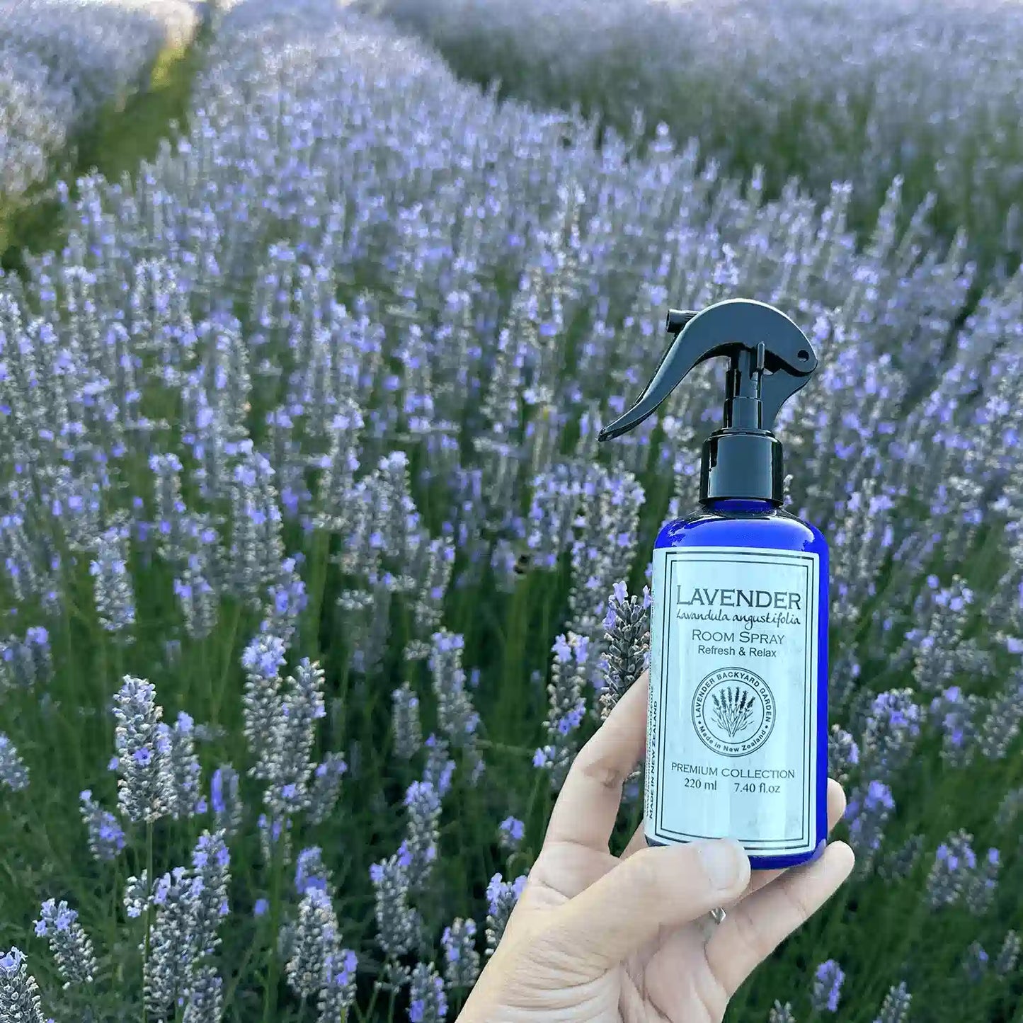 Lavender room freshener holding by hand against rows of lavender at sunset at Lavender Farm in NZ.