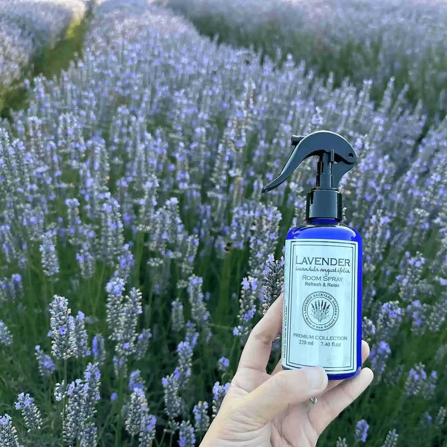 Lavender room freshener holding by hand against rows of lavender at sunset at Lavender Farm in NZ.