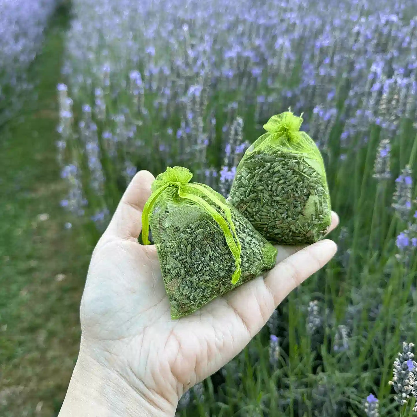 two Natural herbs eucalyptus, rosemary, and lavender sachets, holding by hand against blooming lavender bushes at Lavender Backyard Garden, NZ.