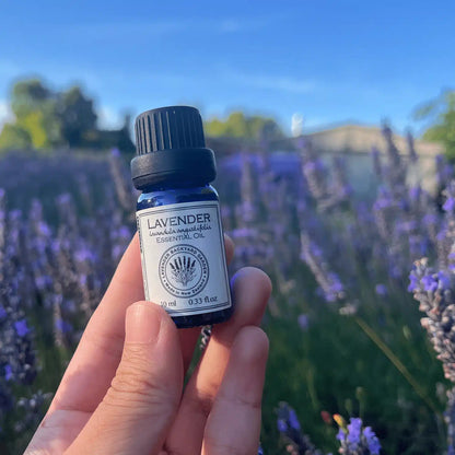 Pure lavender essential oil distilled from NZ Lavender Farm, Lavender Backyard Garden, held by hand against vibrant purple lavender rows.