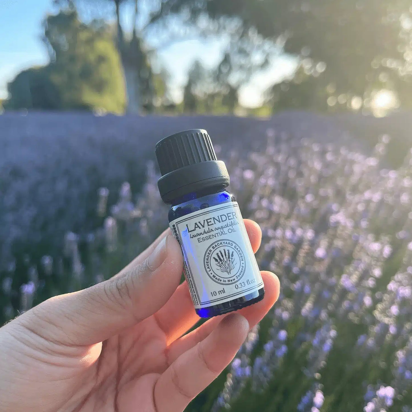 Holding a bottle of pure lavender essential oil by hand with the background of a purple lavender field at NZ Lavender Backyard Garden.