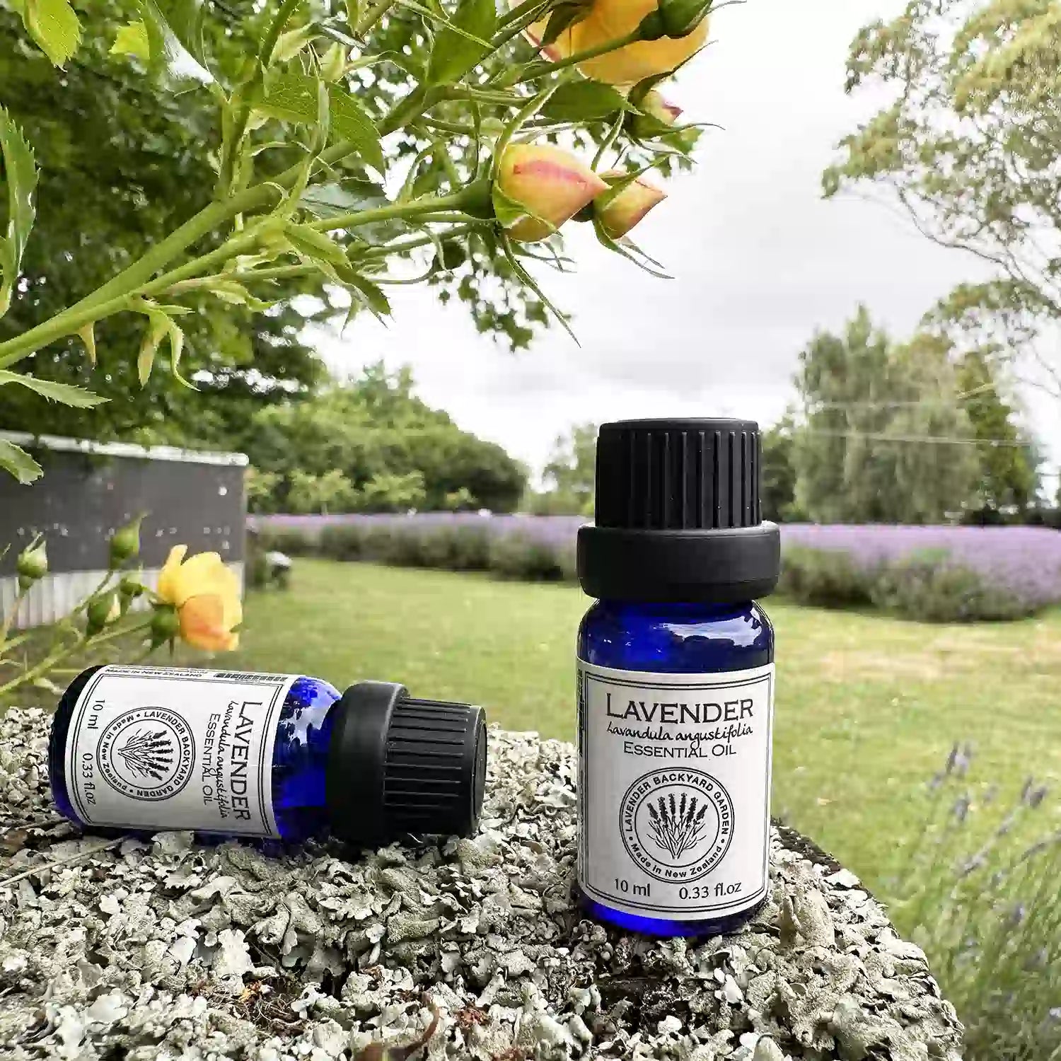 Two bottles of pure lavender essential oil placed in front of a background featuring vibrant yellow roses and a lavender field in the distance, set in a serene lavender backyard garden in New Zealand.