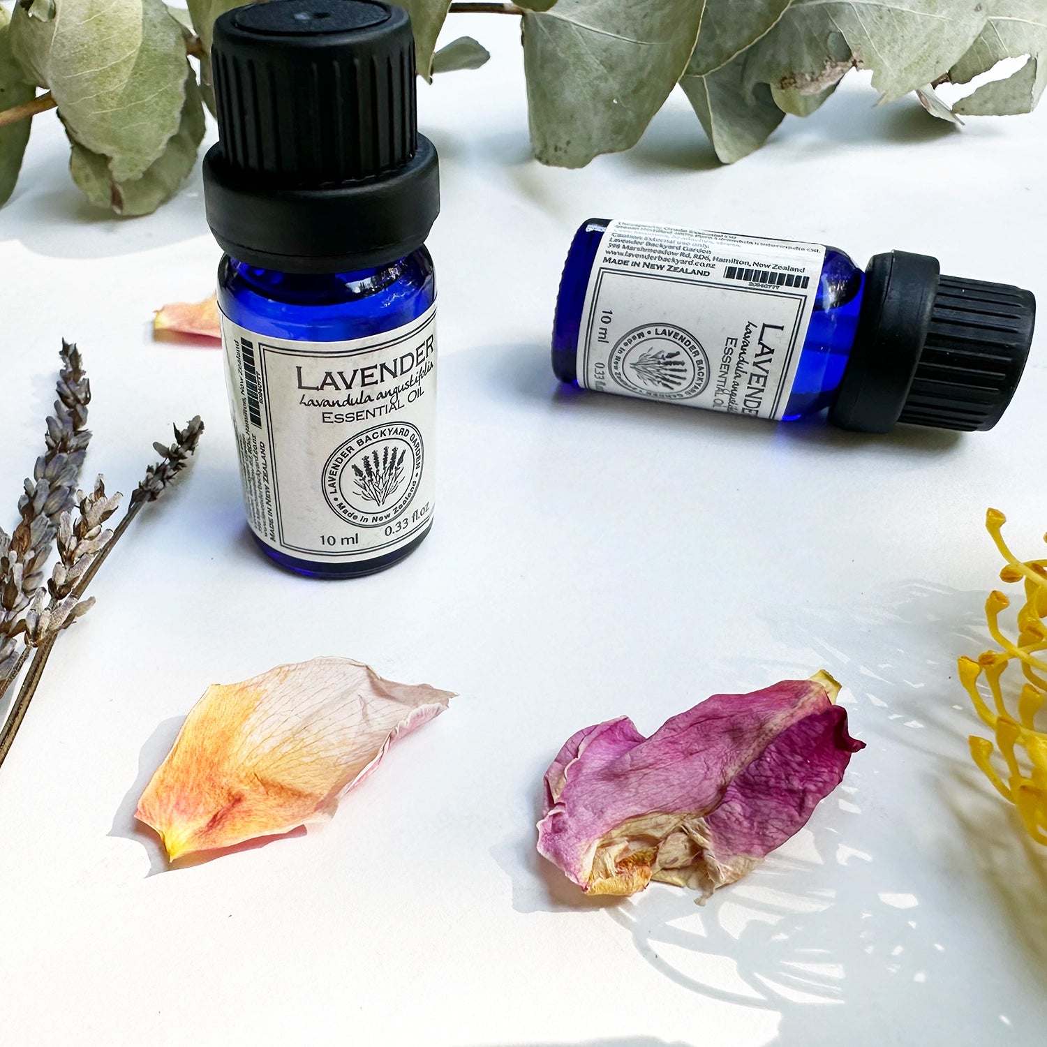 Close-up of two bottles of therapeutic grade lavender essential oil, decorated with dried lavender flowers and eucalyptus leaves, highlighting farm-produced quality, with sunlight reflecting on the bottles.