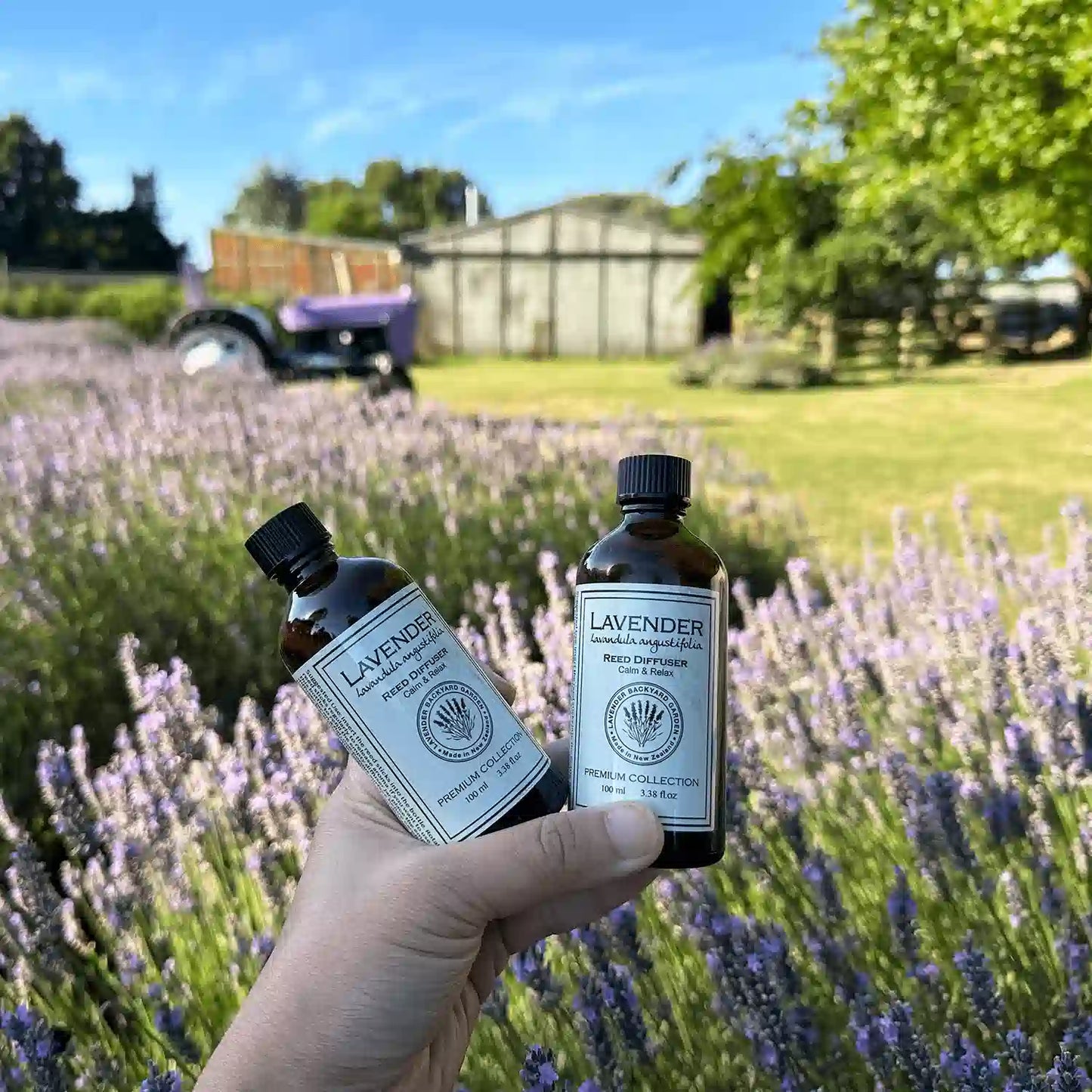 Two Aromatherapy Lavender Essential Oils Reed Diffuser / Refill holding by hand against purple lavender bloomings, with a farmshed and tractor at Lavender Backyard Garden.