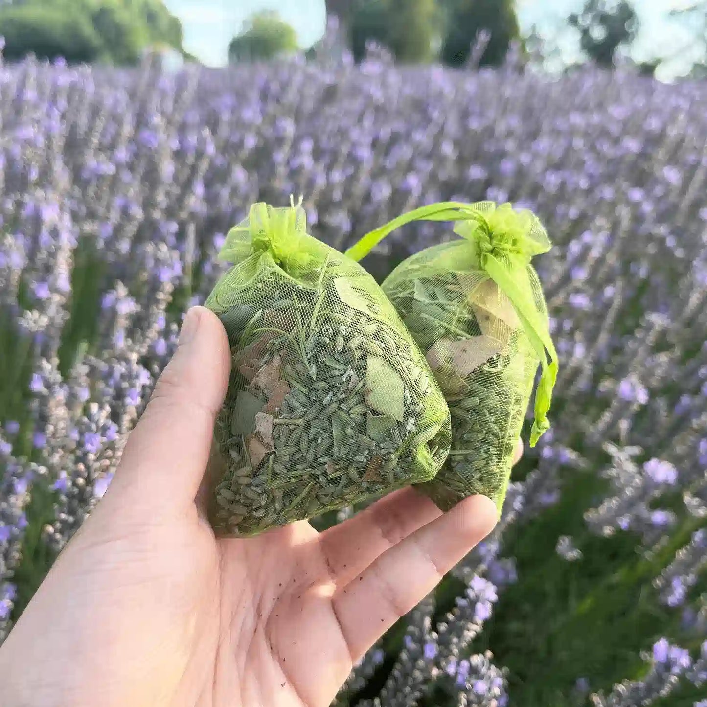 Two Eucalyptus, Rosemary & Lavender Sachets held by hand against a vibrant purple lavender field at Lavender Backyard Garden.