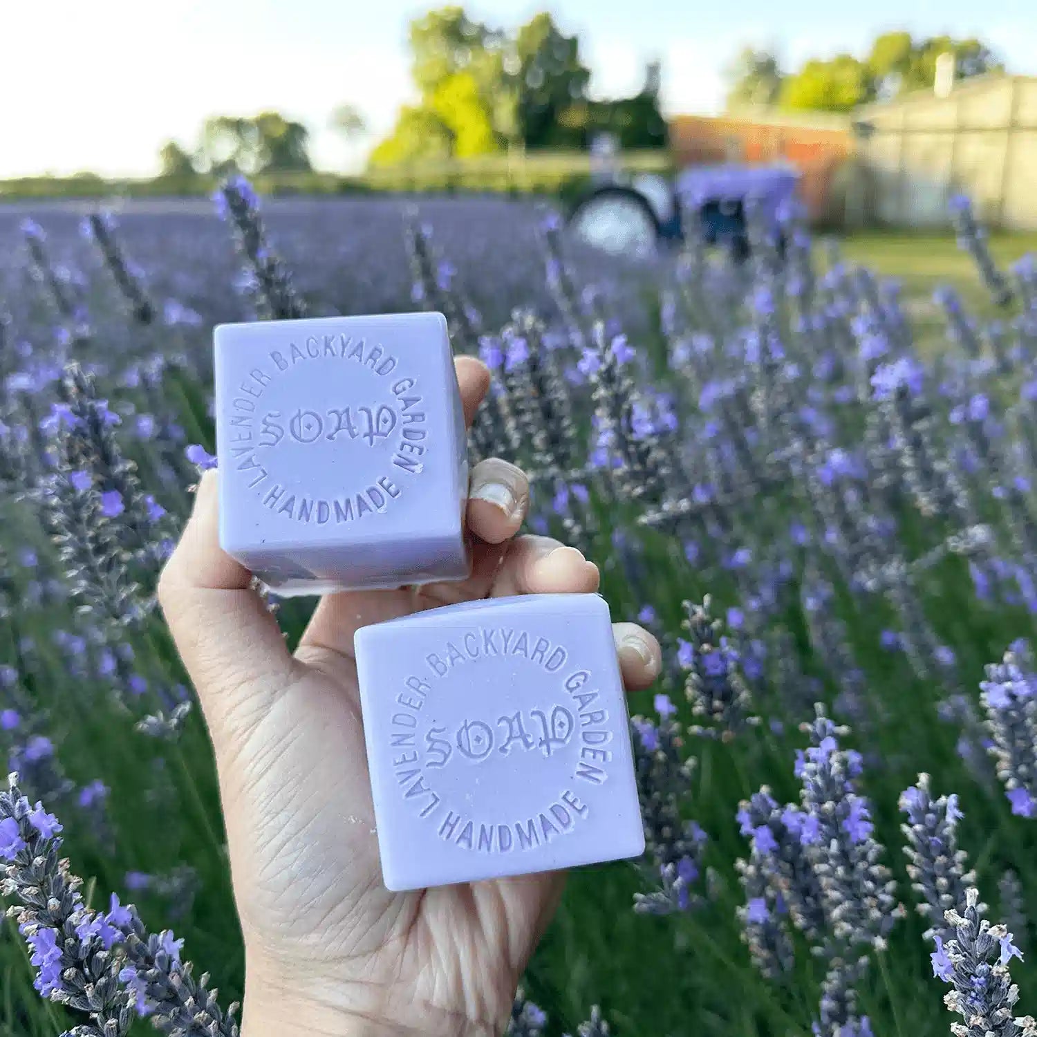 Two Goat Milk Handmade Soaps, held by hand against a soft background of lavender blooming at Lavender Backyard Garden, NZ.