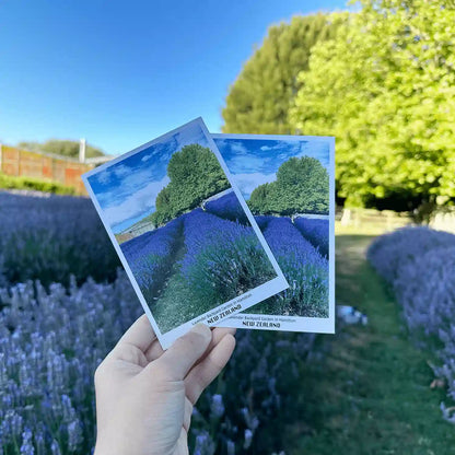 Two Lavender Backyard Garden NZ Lavender Field Postcards, featuring vibrant purple lavender rows under a clear sky with a picturesque farm setting.