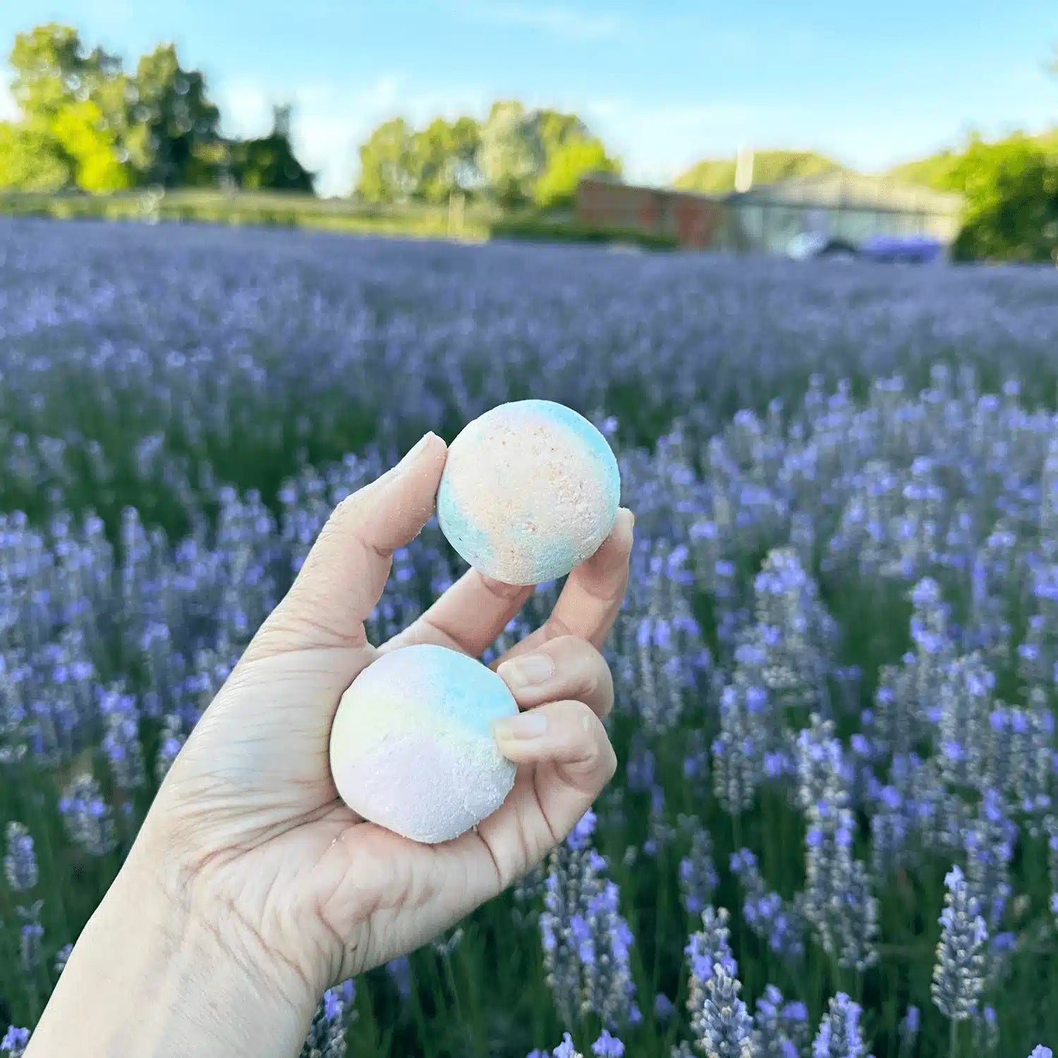 Two Lavender Essential Oil Bath Bombs held by hand with a backdrop of blooming lavender flowers and a rustic farm shed at Lavender Backyard Garden, NZ. The soft lavender hue of the bath bombs complements the lavender field in the background.