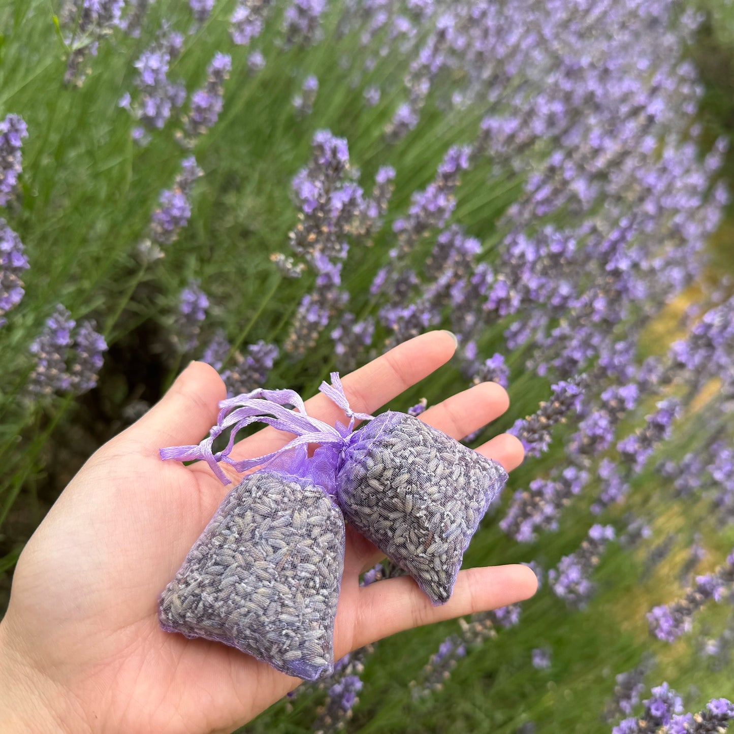 Two lavender sachets for drawer and closet, held by hand, against a backdrop of lavender flowers at Lavender Backyard Garden in New Zealand.