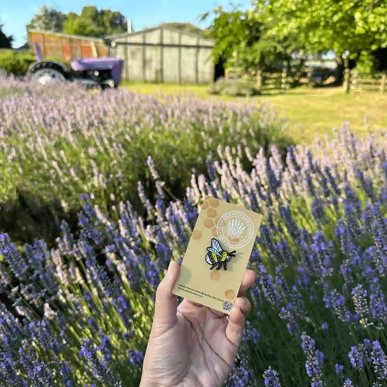  Very cute bee badge designed in NZ, against lavender bloomings with farm tractor and shed at Lavender Backyard Garden.