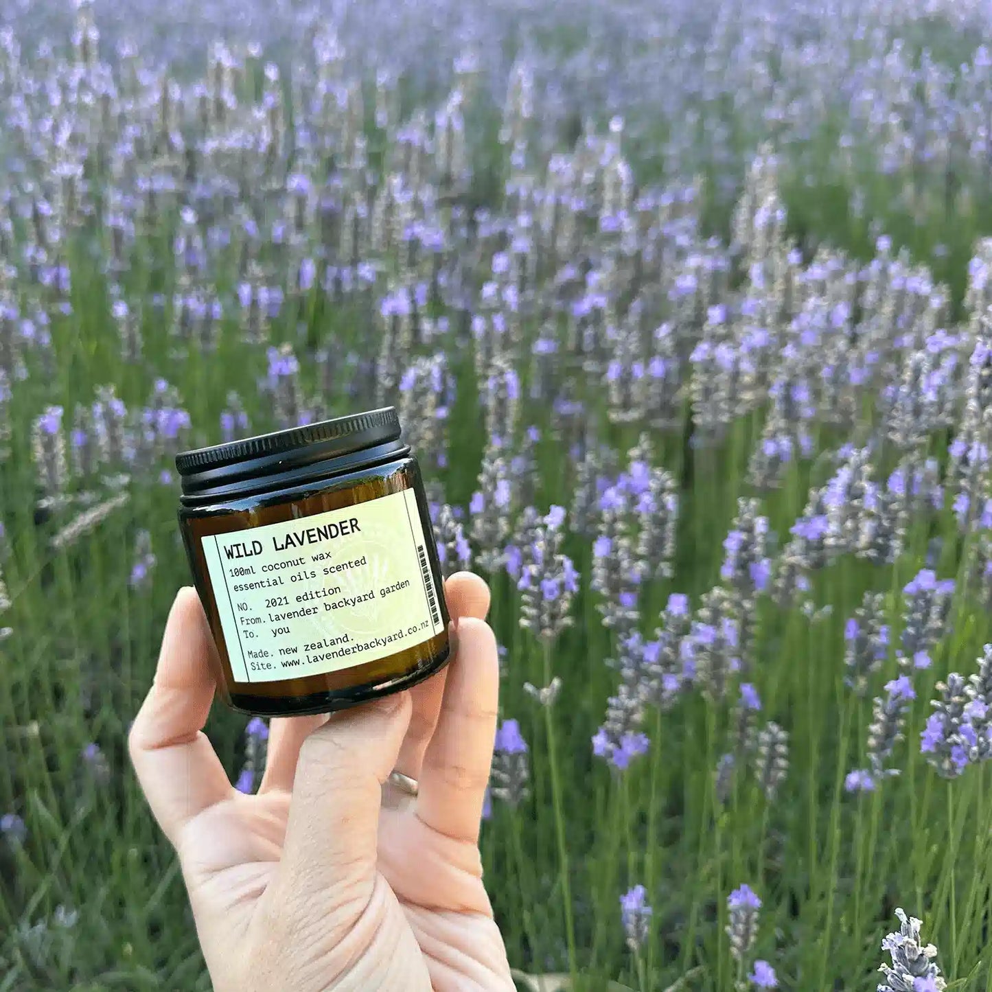 Wild Lavender + Vetiver coconut candle scented by essential oils, held by hand with a background of blooming lavender fields at Lavender Backyard Garden, NZ.