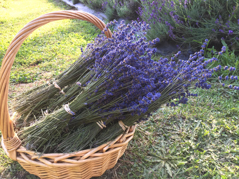 Lavender Dried Flowers - Lavandula Angustifolia | NZ Lavender Farm ...